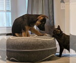Signet - Female German Shepherd Dog-Unknown Mix Dog for Adoption - Small photo