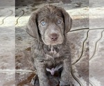 Puppy Dark Green Labrador Retriever