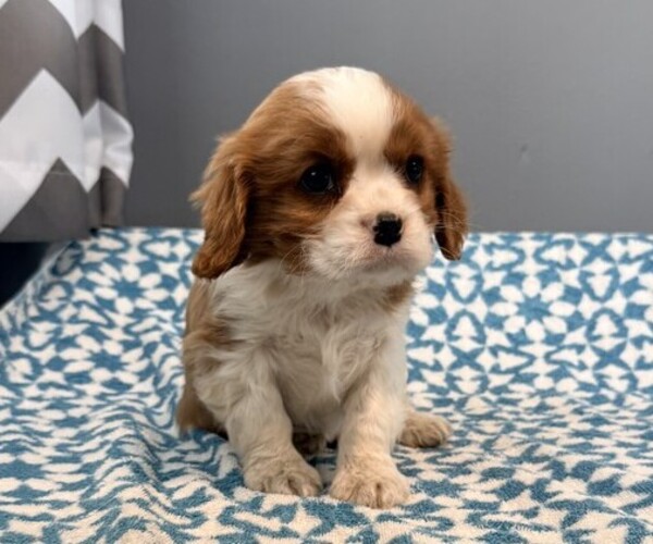 Medium Photo #1 Cavalier King Charles Spaniel Puppy For Sale in THORP, WI, USA
