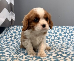 Cavalier King Charles Spaniel Puppy for sale in THORP, WI, USA