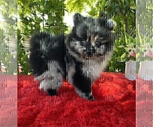 Pomeranian Puppy for sale in BOSTON, MA, USA