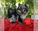 Image preview for Ad Listing. Nickname: Pomeranian Near