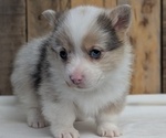 Small #9 Pembroke Welsh Corgi