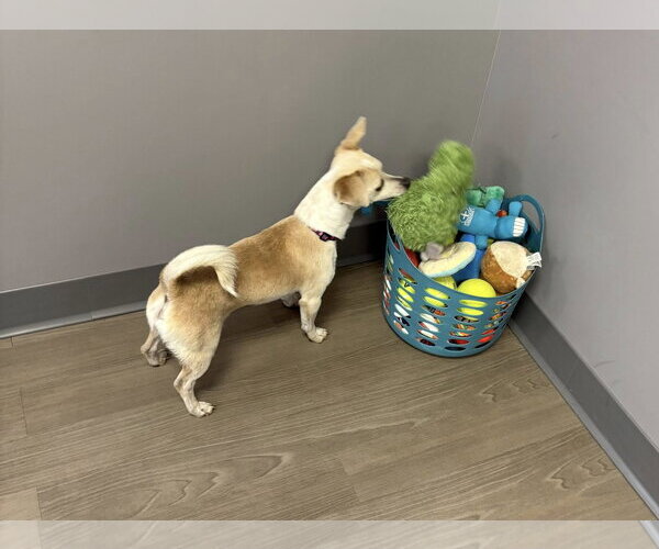 Medium Photo #2 Chihuahua-Unknown Mix Puppy For Sale in bloomington, IL, USA