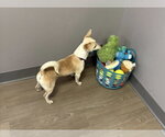 Small #1 Chihuahua Mix