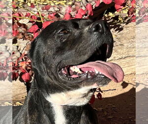 American Staffordshire Terrier-Unknown Mix Dogs for adoption in Albuquerque, NM, USA
