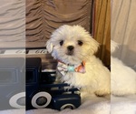Small Photo #3 Shih Tzu Puppy For Sale in IRON, MN, USA