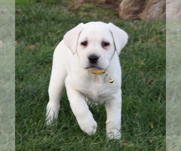 Medium Photo #9 Labrador Retriever Puppy For Sale in LEOLA, PA, USA
