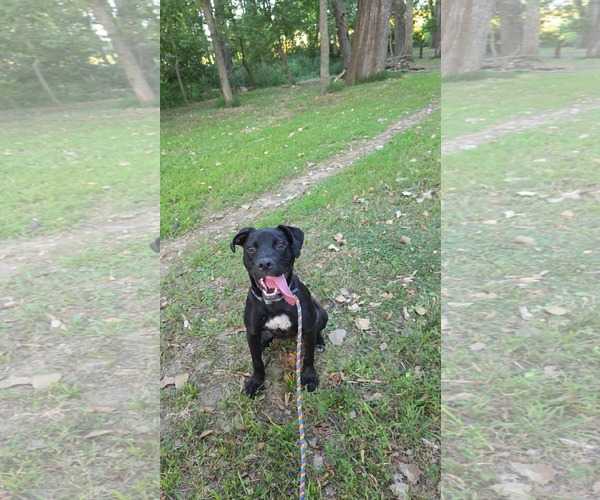 Medium Photo #16 Labrador Retriever-Unknown Mix Puppy For Sale in Germantown, OH, USA