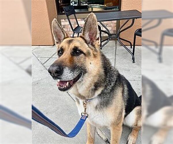 Medium Photo #1 German Shepherd Dog Puppy For Sale in Dana Point, CA, USA
