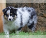 Small #18 Australian Shepherd