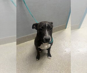 Mutt Dogs for adoption in Las Vegas, NV, USA