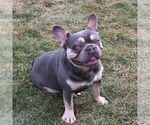 Small Photo #1 French Bulldog Puppy For Sale in LANCASTER, PA, USA