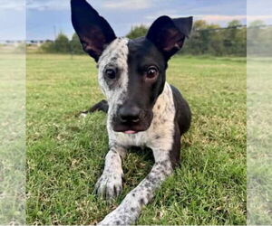 Mutt Dogs for adoption in Canton, CT, USA