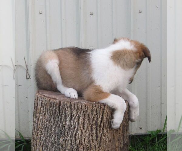 Medium Photo #4 Collie Puppy For Sale in FORT PLAIN, NY, USA