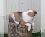Small #3 Collie