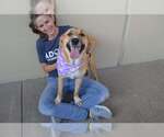 Small #2 Labrador Retriever Mix