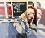 Small Photo #7 Golden Retriever Puppy For Sale in ONTARIO, CA, USA