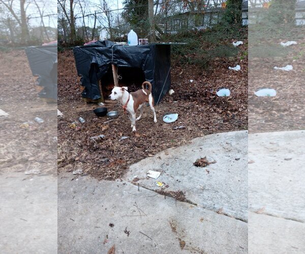Medium Photo #4 Mutt Puppy For Sale in Atlanta, GA, USA