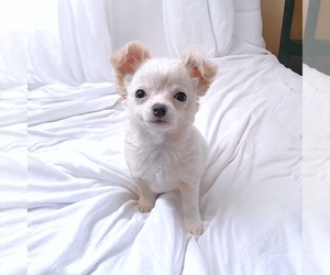 Chihuahua Puppy for sale in QUEENS, NY, USA