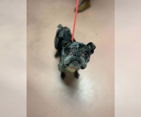 Medium Photo #4 Frenchie Pug Puppy For Sale in Shermans Dale, PA, USA