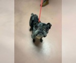 Small #3 Frenchie Pug