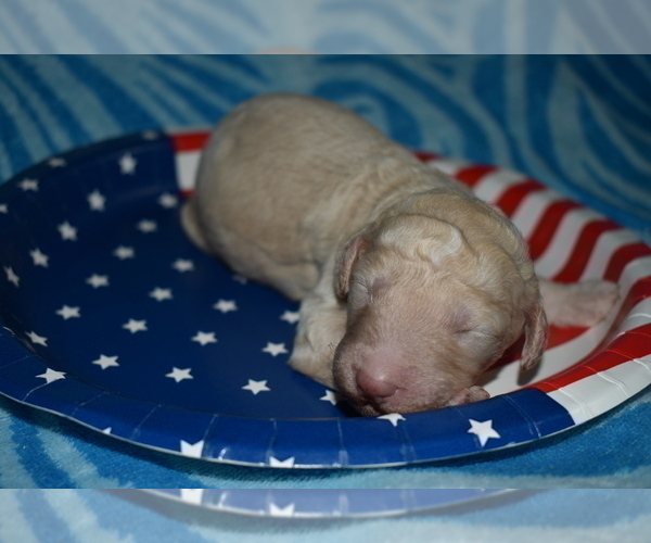 Medium Photo #2 Poodle (Standard) Puppy For Sale in MALABAR, FL, USA