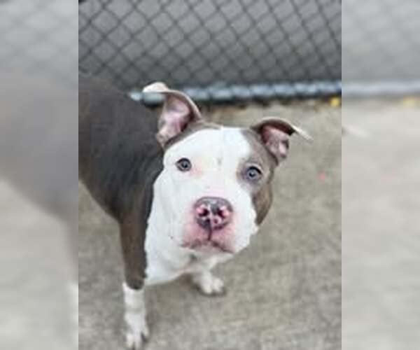 Medium Photo #3 American Pit Bull Terrier-Unknown Mix Puppy For Sale in Crete, IL, USA