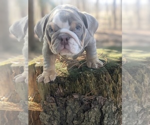 English Bulldog Puppy for sale in FRESNO, OH, USA