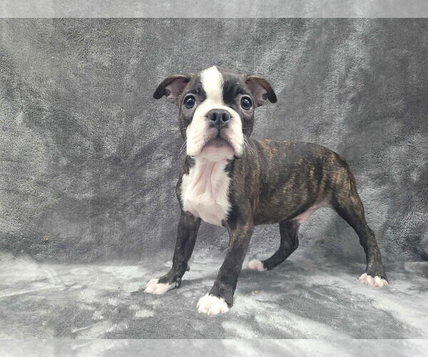 Medium Photo #1 Boston Terrier Puppy For Sale in Lincolnwood, IL, USA