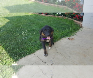 Australian Shepherd Puppy for sale in DELTA, PA, USA