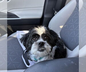 Mal-Shi Dogs for adoption in Fargo, ND, USA