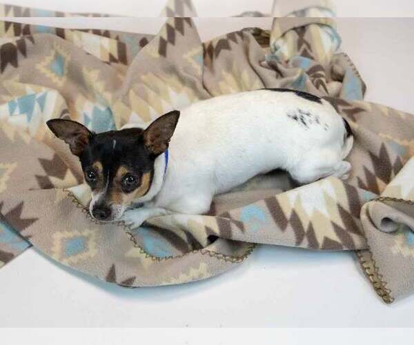 Medium Photo #3 Chihuahua-Unknown Mix Puppy For Sale in Kennesaw, GA, USA