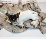 Small #2 Chihuahua Mix
