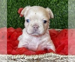 Small #5 French Bulldog