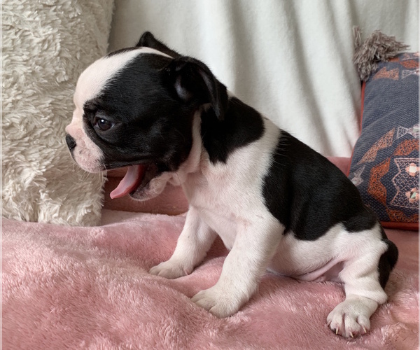 Medium Photo #17 French Bulldog Puppy For Sale in CHARLESTON, SC, USA