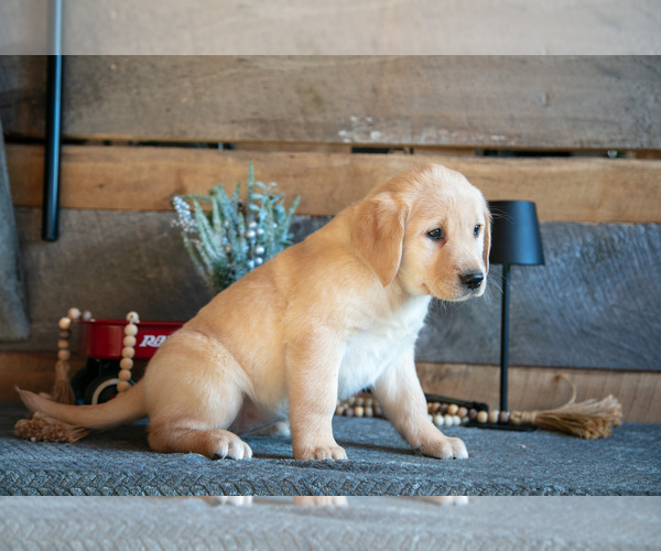 Medium Photo #21 Golden Labrador Puppy For Sale in GOSHEN, IN, USA