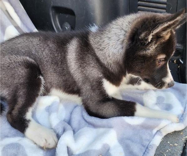 Medium Photo #9 Siberian Husky Puppy For Sale in FORT PLAIN, NY, USA