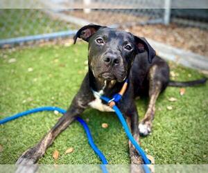 Mutt Dogs for adoption in Orlando, FL, USA
