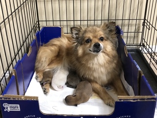 Pomeranian Puppy for sale in LAFAYETTE, LA, USA