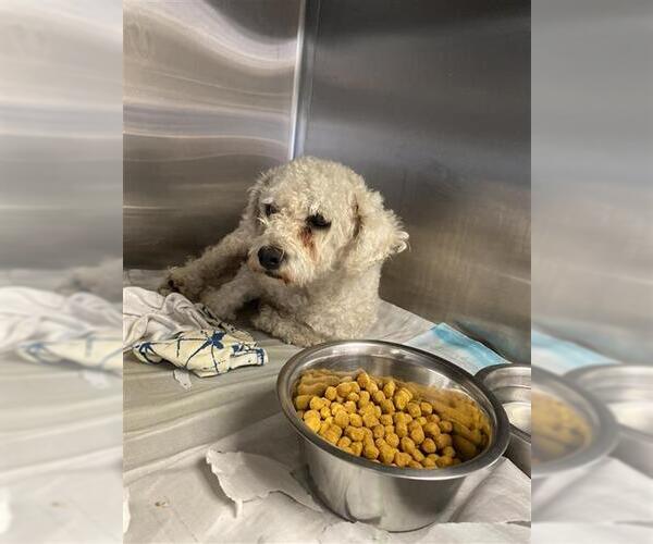 Medium Photo #1 Poodle (Miniature) Puppy For Sale in San Antonio, TX, USA