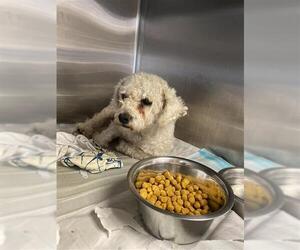 Poodle (Miniature) Dogs for adoption in San Antonio, TX, USA