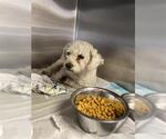 Small Poodle (Miniature)