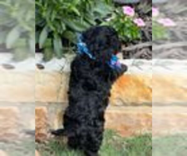 Medium Photo #5 Cavapoo (Miniature) Puppy For Sale in PLANO, TX, USA