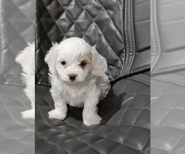 Medium Photo #5 Cavapoo Puppy For Sale in FAIR GROVE, MO, USA