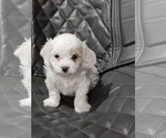 Small Photo #5 Cavapoo Puppy For Sale in FAIR GROVE, MO, USA