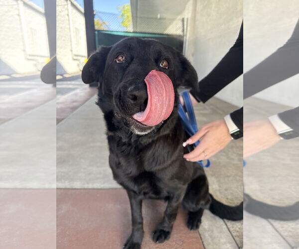 Medium Photo #3 Labrador Retriever-Unknown Mix Puppy For Sale in San Diego, CA, USA