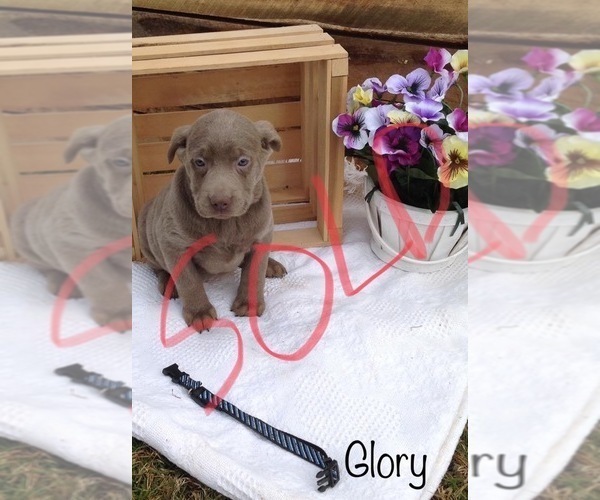 Medium Photo #8 Labrador Retriever Puppy For Sale in POLK, OH, USA