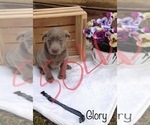 Small Photo #8 Labrador Retriever Puppy For Sale in POLK, OH, USA