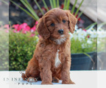 Small #2 Goldendoodle (Miniature)